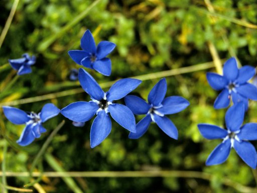 Flowers at Roten Kogel