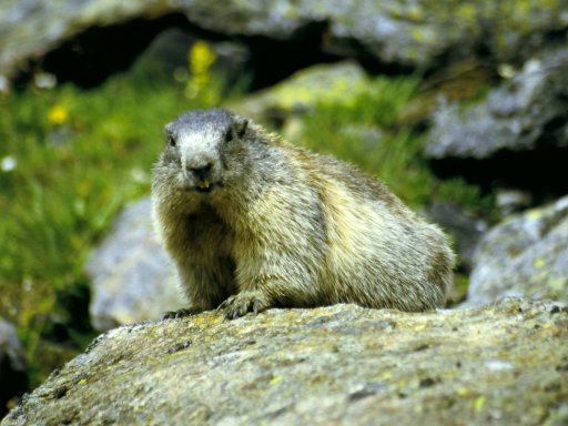 marmot